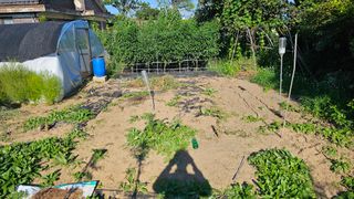 삼례텃밭지기님의 고추 · 영농일지 작성글 사진