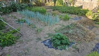 삼례텃밭지기님의 고추 · 영농일지 작성글 사진