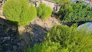 삼례텃밭지기님의 고추 · 영농일지 작성글 사진