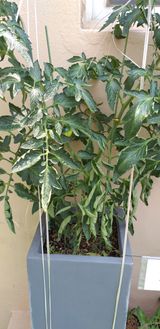 팜모닝 토마토·병해충상담 게시글 이미지