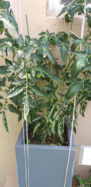 천둥3153님의 토마토 · 병해충상담 작성글 사진