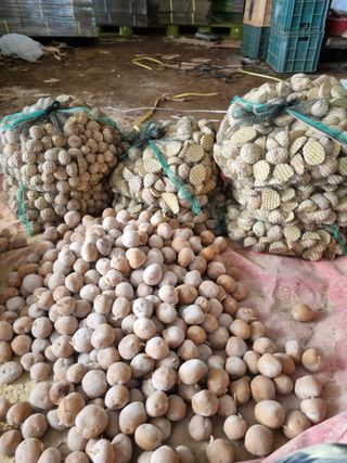 토마토080이인숙님의 감자 · 영농일지 작성글 사진