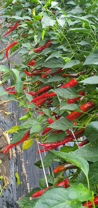 행복한사피님의 고추 · 영농일지 작성글 사진