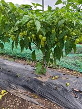 팜모닝 자유주제·자유게시판 게시글 이미지