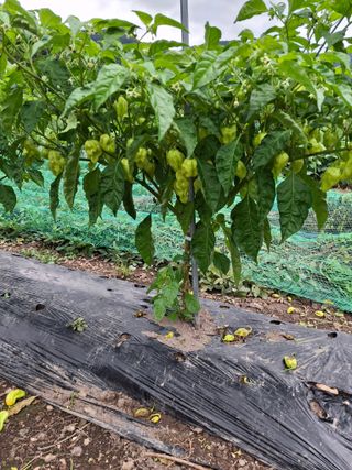 마도님의 자유주제 · 자유게시판 작성글 사진