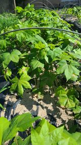 팜모닝 기타작물·영농일지 게시글 이미지