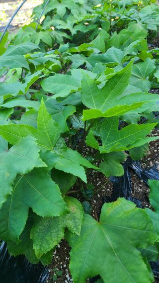 (의삼)님의 기타작물 · 영농일지 작성글 사진