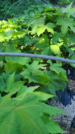 (의삼)님의 기타작물 · 영농일지 작성글 사진