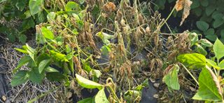 따랑이님의 콩 · 병해충상담 작성글 사진