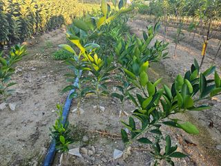 일심묘목농원님의 자유주제 · 자유게시판 작성글 사진