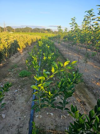 일심묘목농원님의 자유주제 · 자유게시판 작성글 사진