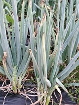 팜모닝 파·병해충상담 게시글 이미지