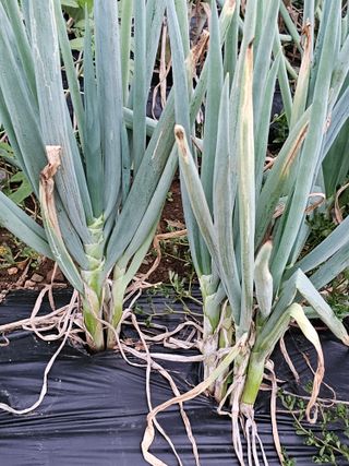 김병관님의 파 · 병해충상담 작성글 사진