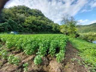 엄완섭님의 들깨 · 영농일지 작성글 사진