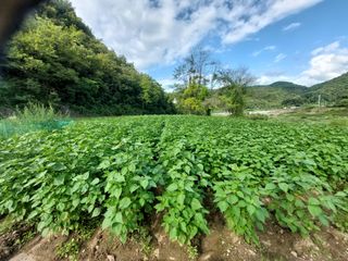 엄완섭님의 들깨 · 영농일지 작성글 사진