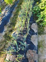 팜모닝 자유주제·자유게시판 게시글 이미지