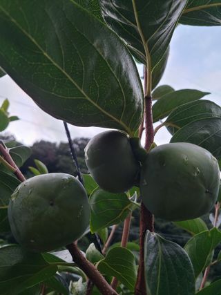 박춘성님의 감 · 영농일지 작성글 사진