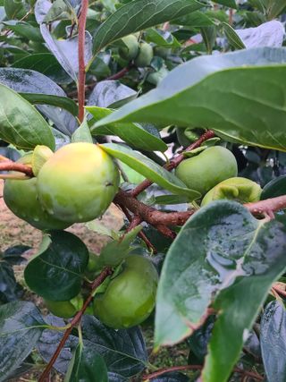 박춘성님의 감 · 영농일지 작성글 사진