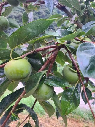 박춘성님의 감 · 영농일지 작성글 사진