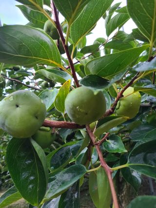 박춘성님의 감 · 영농일지 작성글 사진