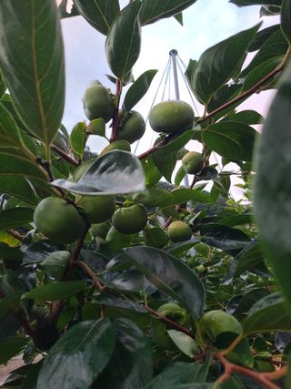 박춘성님의 감 · 영농일지 작성글 사진