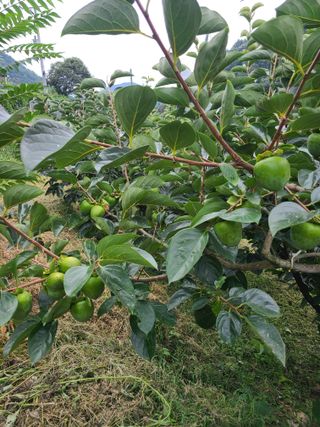 박춘성님의 감 · 영농일지 작성글 사진