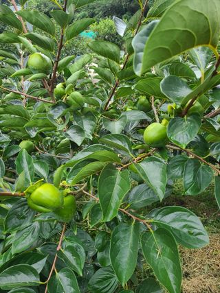 박춘성님의 감 · 영농일지 작성글 사진