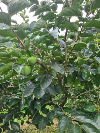 박춘성님의 감 · 영농일지 작성글 사진