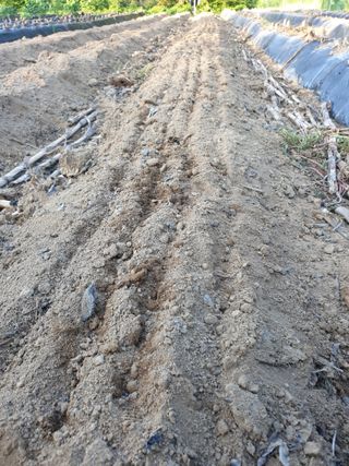 샤이니바다님의 배추 · 영농일지 작성글 사진