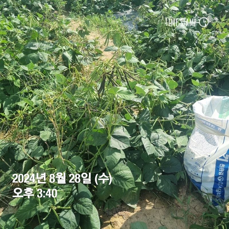 장터 상품 [녹두ㅡ마지막 완료] 썸네일