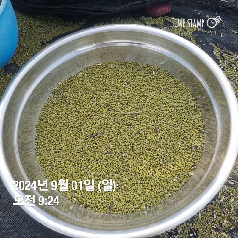 민들레님의 장터 판매 상품 [녹두ㅡ마지막 완료] 첨부 사진