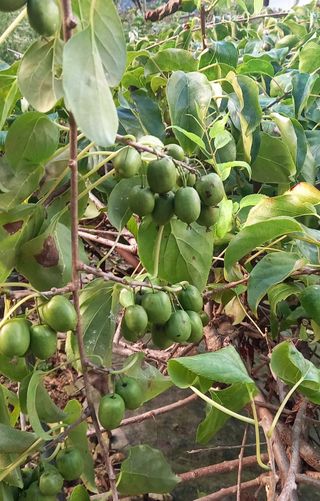 장만월님의 자유주제 · 자유게시판 작성글 사진