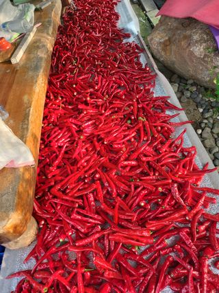 김경순님의 고추 · 영농일지 작성글 사진