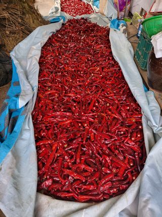 김경순님의 고추 · 영농일지 작성글 사진