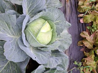 권찬훈님의 양배추 · 영농일지 작성글 사진