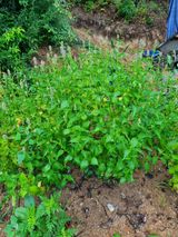 팜모닝 두릅·영농일지 게시글 이미지