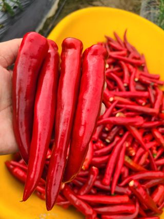 머위농장님의 고추 · 영농일지 작성글 사진