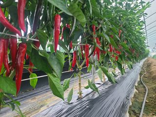 머위농장님의 고추 · 영농일지 작성글 사진