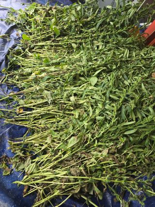 권춘화님의 참깨 · 영농일지 작성글 사진