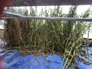 권춘화님의 참깨 · 영농일지 작성글 사진