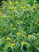 팜모닝 기타작물·영농일지 게시글 이미지