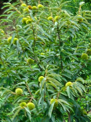 최호용님의 기타작물 · 영농일지 작성글 사진