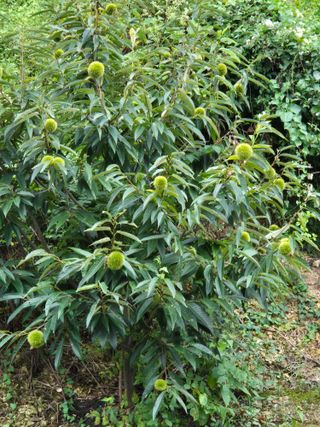 최호용님의 기타작물 · 영농일지 작성글 사진