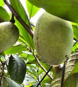 팜모닝 · 게시글 이미지