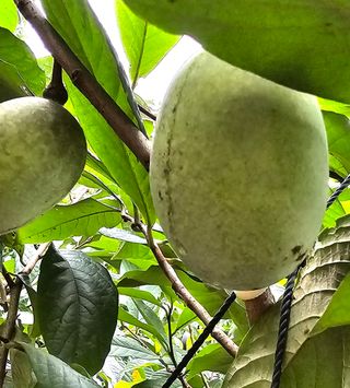 포포나무학교한치원님의 작성글 사진