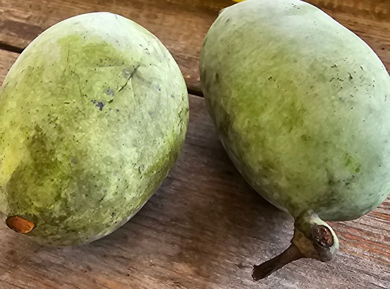 포포나무학교한치원님의 장터 판매 상품 [포포나무 학교의 열매  판매] 첨부 사진