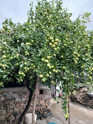 김영국님의 고추 · 영농일지 작성글 사진