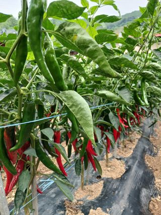 김영국님의 고추 · 영농일지 작성글 사진