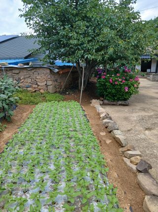 김영국님의 고추 · 영농일지 작성글 사진