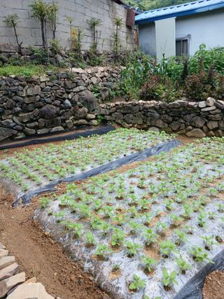 김영국님의 고추 · 영농일지 작성글 사진